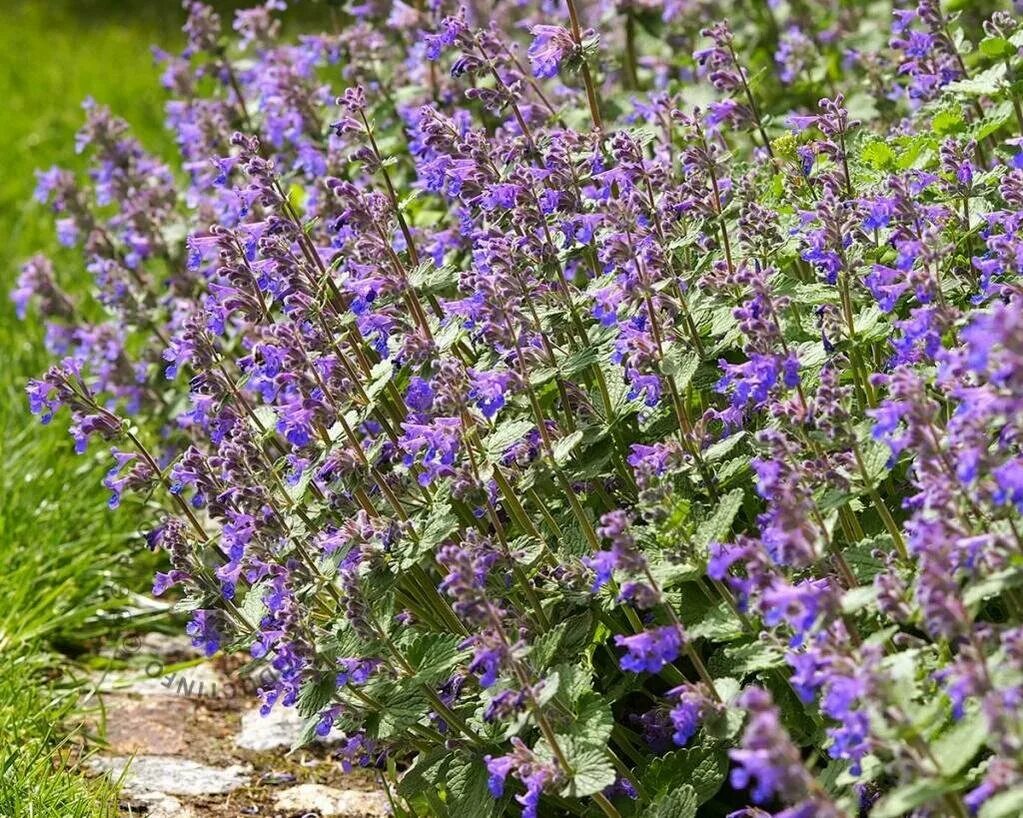 Котовник сорта и виды. Котовник фассена (кошачья мята). котовник фассена (nepeta faassenii). котовник фассена киткат. котовник фассена кит кэт.