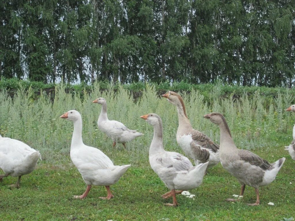White Goose White Goose at Monk's Park Farm Alastair Montgomery Flickr