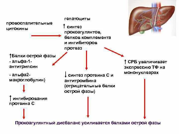 Повышен белок в печени. Провоспалительные провоспалительные цитокины. Синтез белков острой фазы в печени. Цитокины и белки острой фазы. Белки острой фазы воспаления классификация.