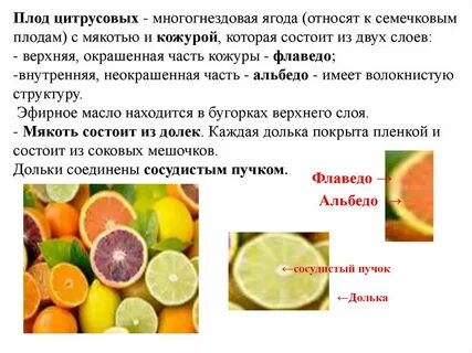 К какому семейству относится плод