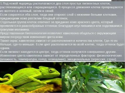 Хамелеоны рассказ 6 класс