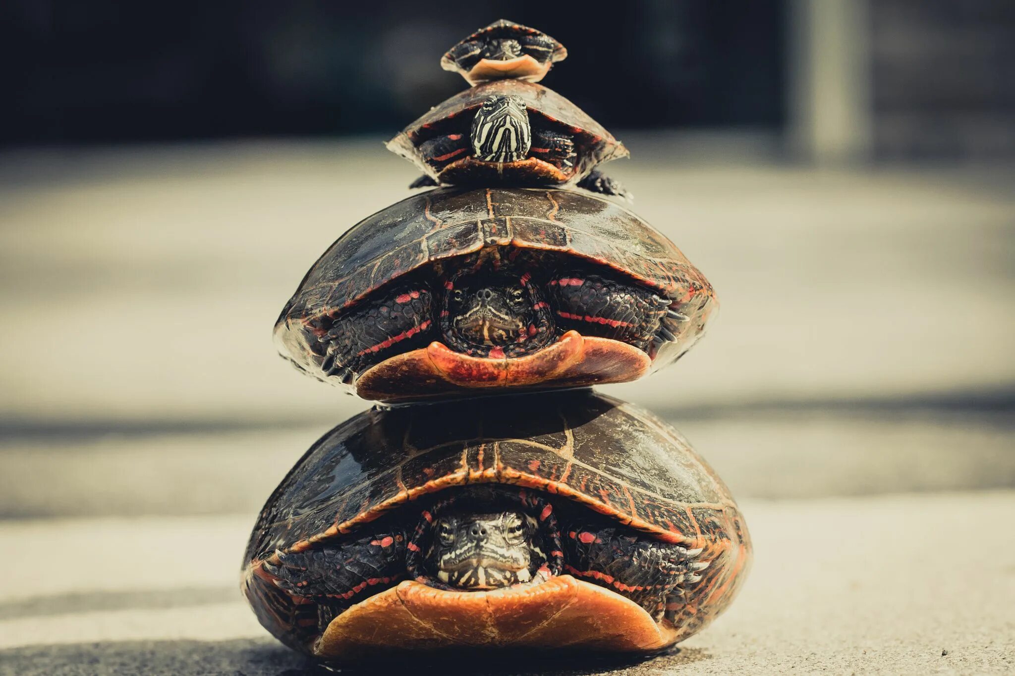 Turtles all the way down watch. Kayla coyote turtles all the way down.