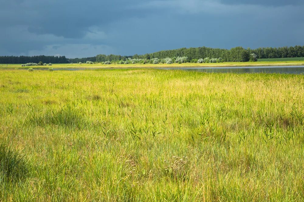 кулундинская равнина. кулундинская степь. кулундинская степь нсо. ковыль в калмыкии. сарыарка — степи и озёра северного казахстана (казахстан).