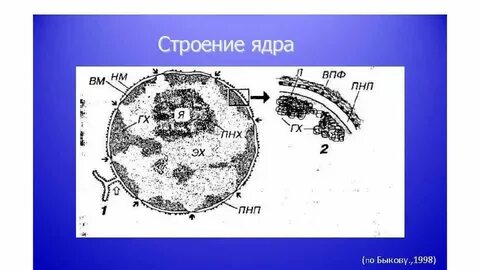 Ядро питания
