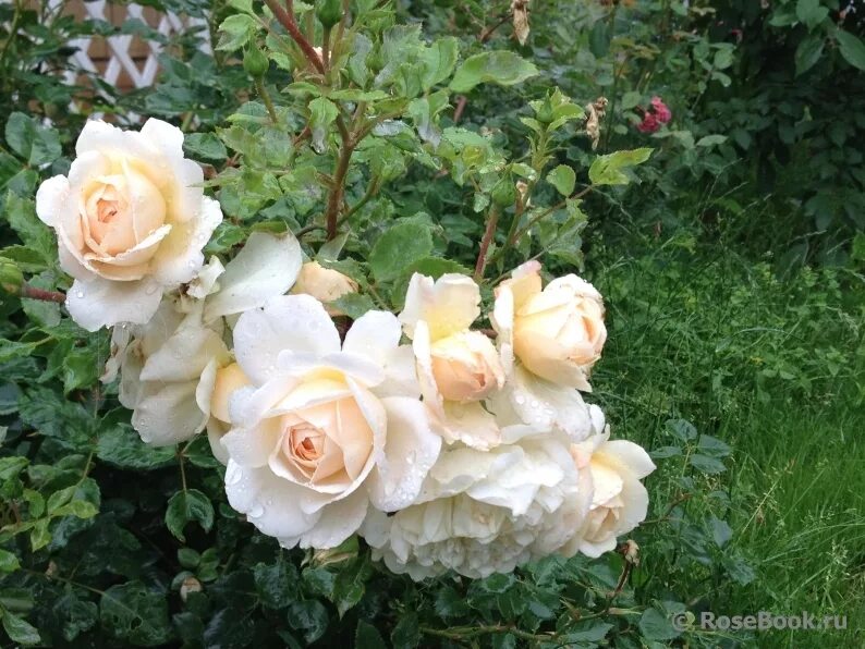 энциклопедия роз сады