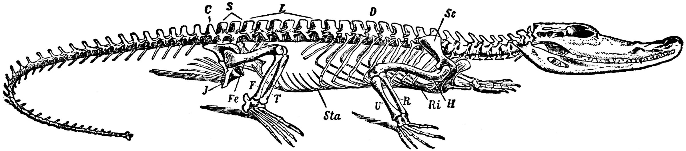 Отделы позвоночника крокодила. Скелет крокодила строение. Гавиал крокодил скелет. Осевой скелет крокодила. Анатомия крокодила скелет.