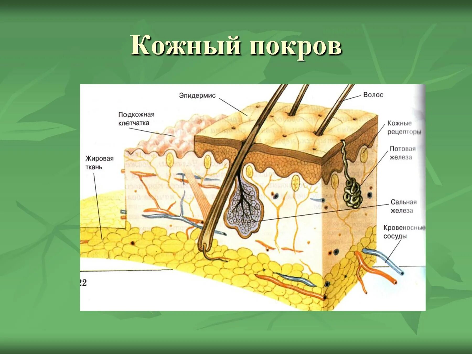 Значение кожи и ее строение тест