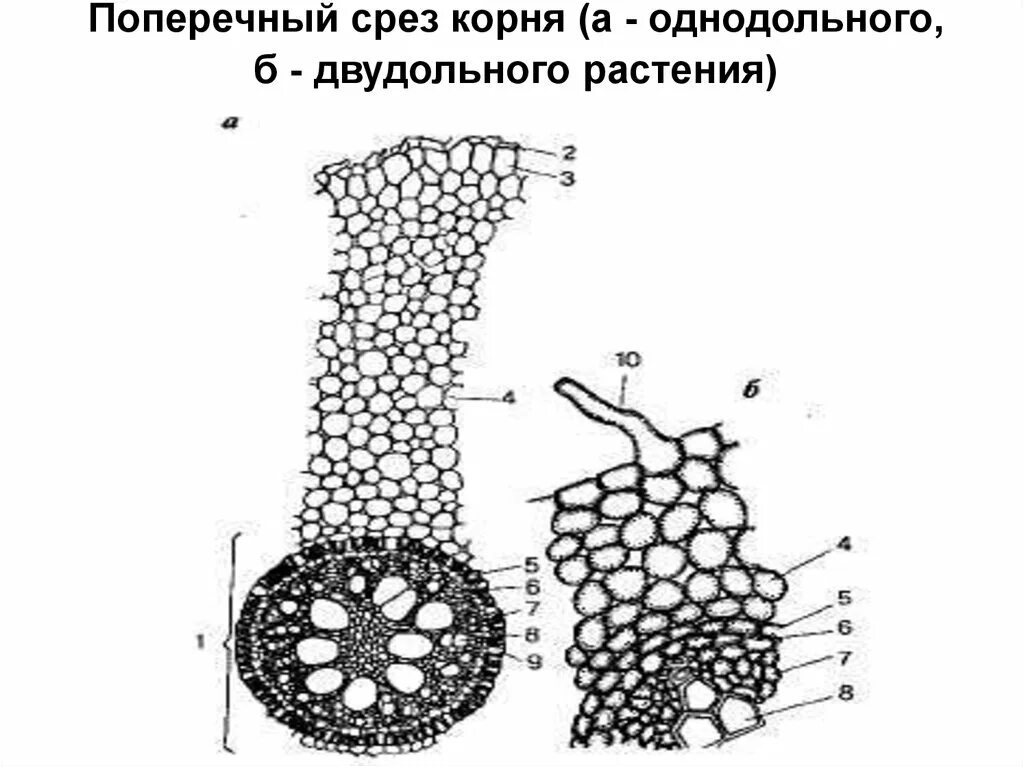 Корни двудольных и однодольных растений. Поперечный срез корня однодольного растения. Поперечный срез корня однодольного и двудольного растения. Поперечный разрез корня двудольного растения. Поперечный срез корня двудольного растения.