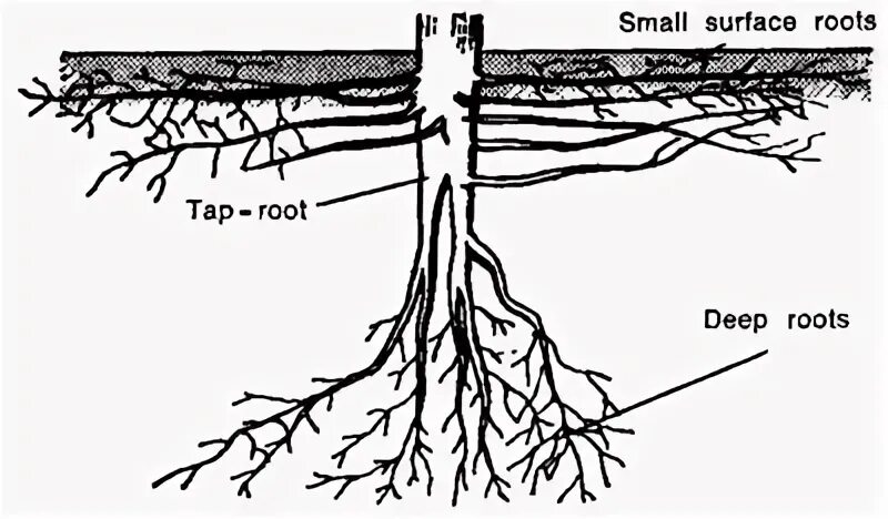 Root threads