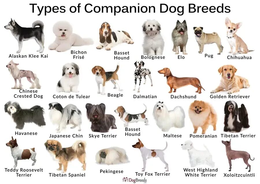 Dogs s names are. Различные породы собак. Название собак. Популярные породы собак. Самые популярные породы собак.