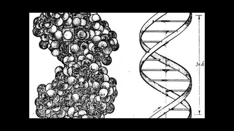 Биохимия биофизика. Биологическая химия 20 века. Биофизика черно белая. Биофизик рисунок карандашом.