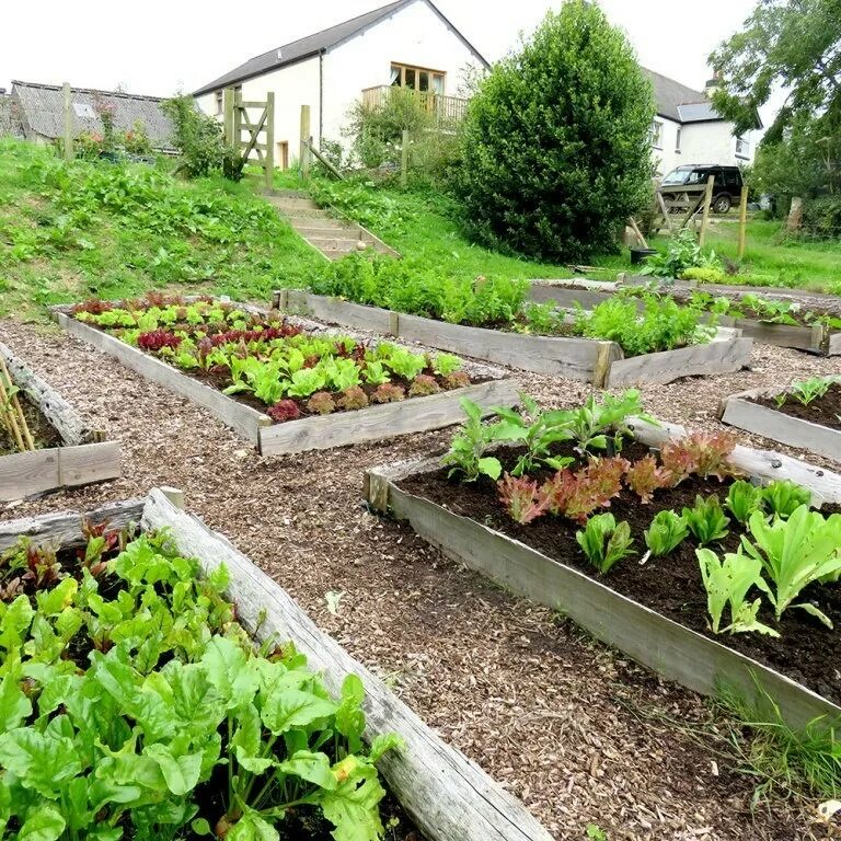 Деревянные грядки для огорода. Грядки сябар. Приподнятые грядки. Р внять грядку. Красивый огород.