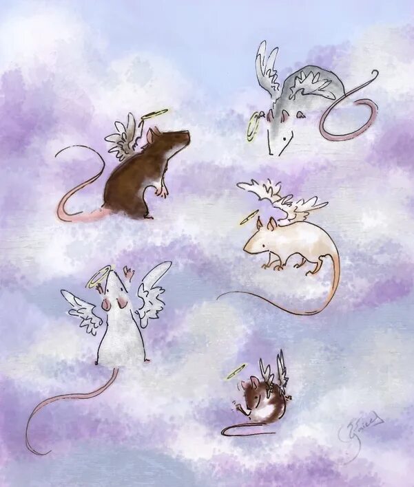 Социальное мышление крыс. Мышь с крыльями. Мышонок с крыльями. Крыса с крыльями. Крыска с крылышками.