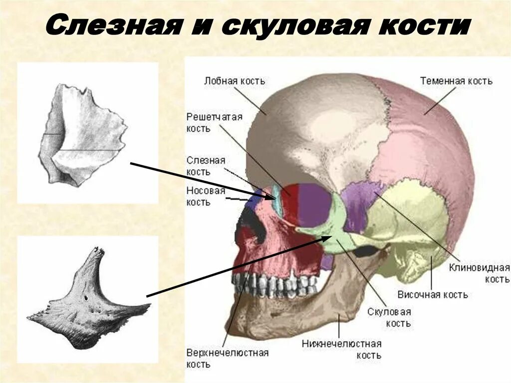 Анатомия скуловой кости