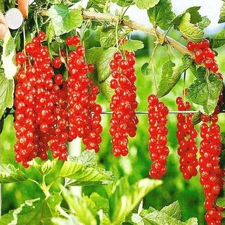 Саженцы красной смородины