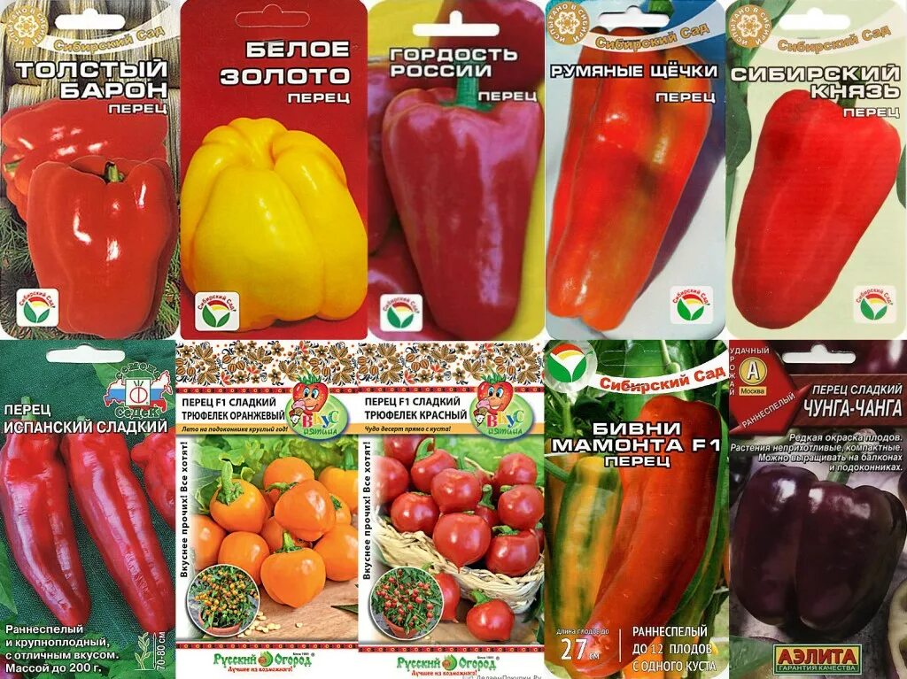 перец сладкий сорт шико. ультраскороспелые сорта перцев.