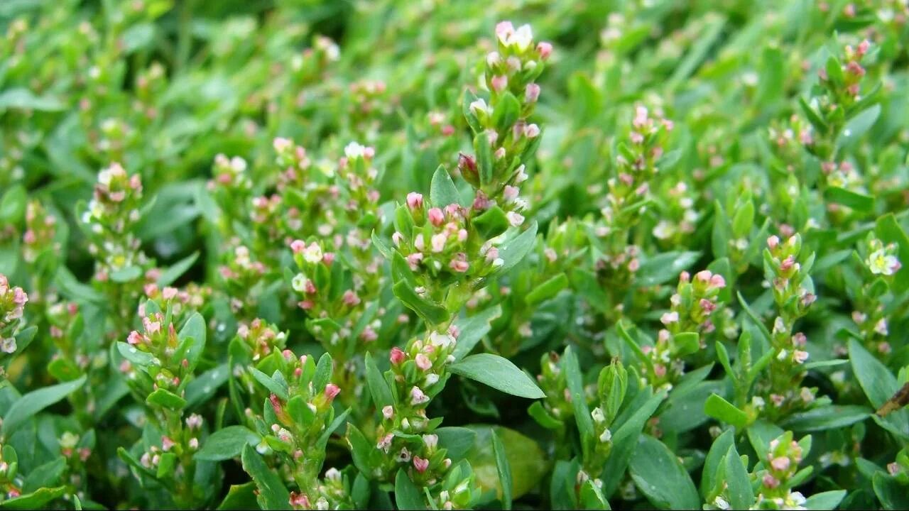 Спорыш. Горец птичий спорыш. горец птичий (polygonum aviculare). горец птичий (спорыш) (polygonum aviculare). трава мурава горец птичий.