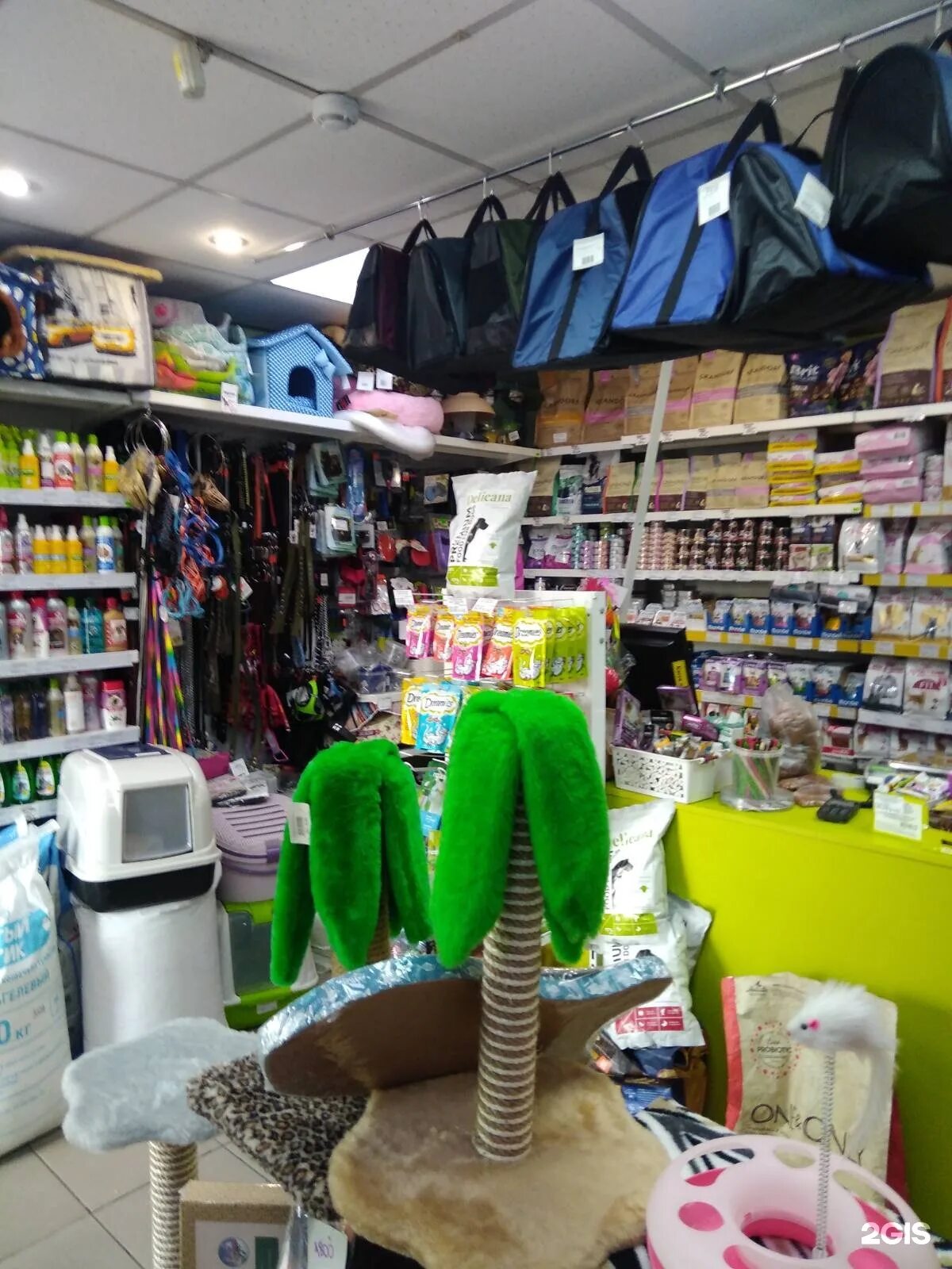 чита чита коте. зоомир чита бабушкина 44. зоомир чита бабушкина 44. скульптура ешкин кот чита. котя чита.