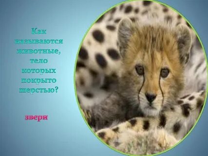 Как называют зверя которого