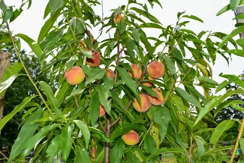 My Growing Orchard - The Martha Stewart Blog 