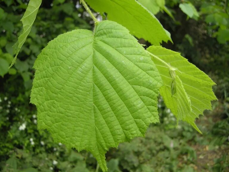 Corylus colurna - Image of an specimen - Plantarium