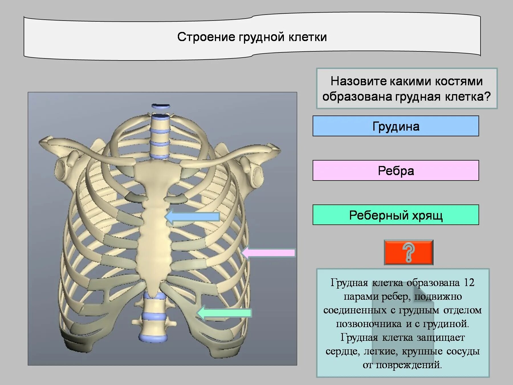 Строение грудной клетки. Анатомия грудной клетки человека. Грудная клетка ребра. Груднаякоетка, строение.