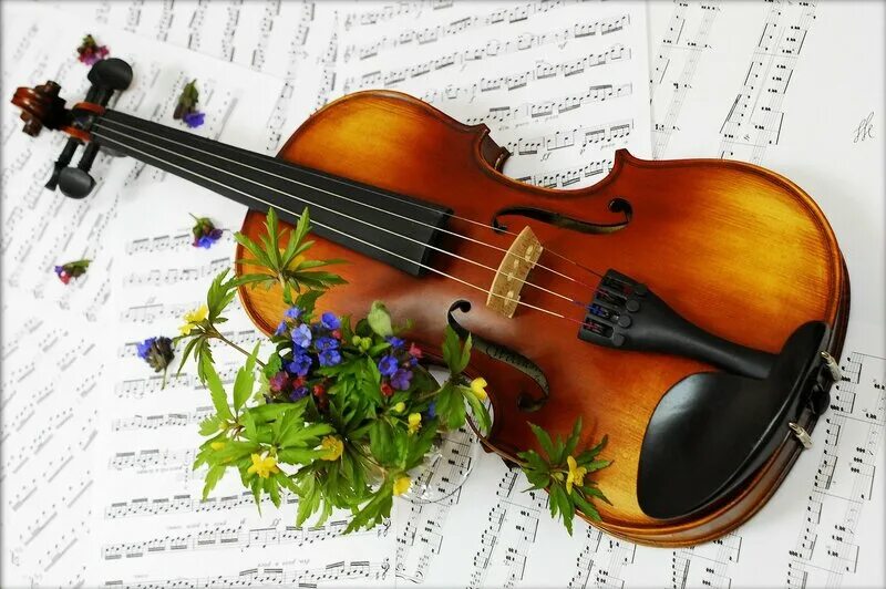 Песня с днем рождения льются. Скрипка. Скрипка и цветы. Изображение скрипки. Скрипка картинка.