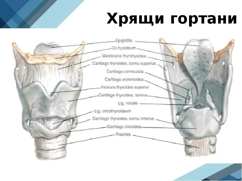 Укажите хрящи гортани. Перстневидный хрящ анатомия гортани. Соединения хрящей гортани. Гортань строение анатомия хрящи. Пластинка щитовидного хряща латынь.