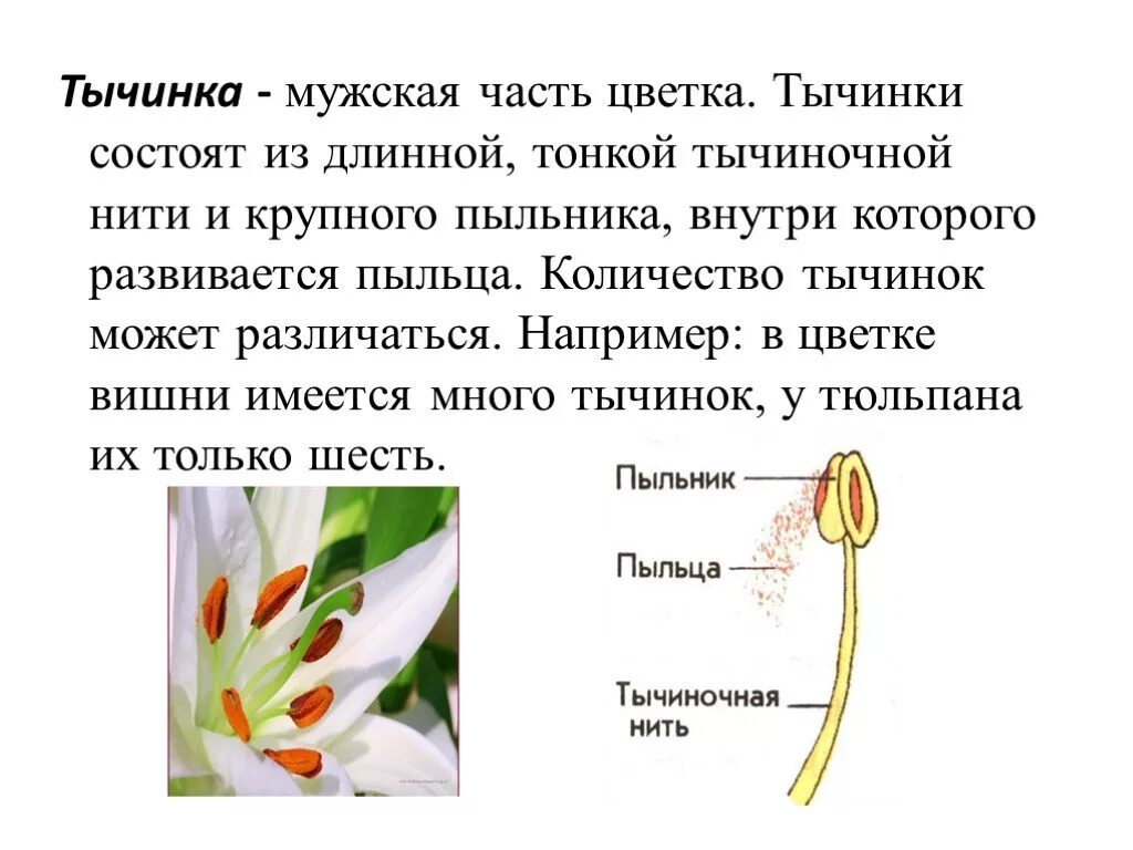 Функция пестика у цветка. Тычинка состоит из тычиночной нити и пыльника. Тычинка состоит из 6 класс биология. Тычинка пыльник тычиночная нить. Строение и функции тычинок и пестика.