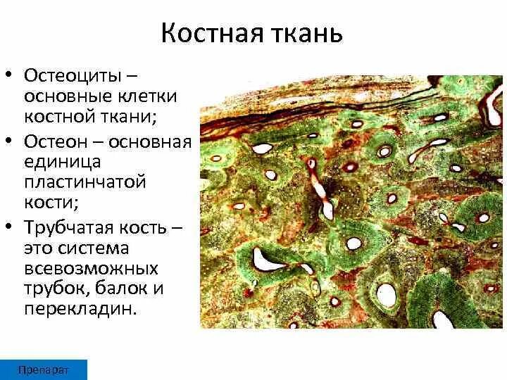 Тонковолокнистая пластинчатая костная ткань. Остеоциты костной ткани гистология. Пластинчатая костная ткань остеоцит гистология. Пластинчатая компактная костная ткань диафиза трубчатой кости.