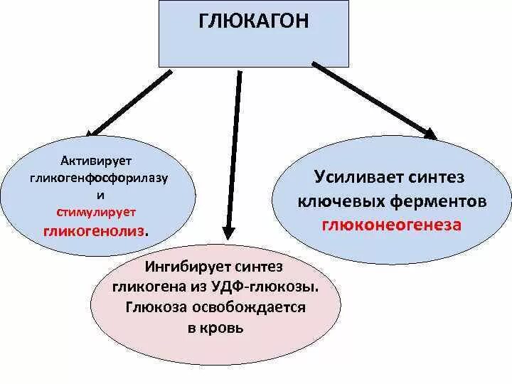 Глюкагон фермент. Глюкагон ингибирует гликогенолиз. Глюкагон активирует. Глюкагон активирует ферменты. Глюкагон стимулирует гликогенолиз.