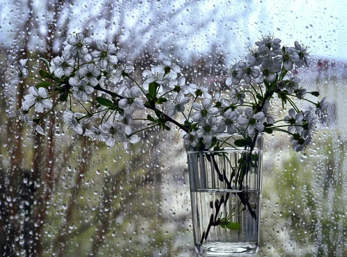 Природа дождь. Весна дождь. Весна дождь. Весна май дождь. Ливень.