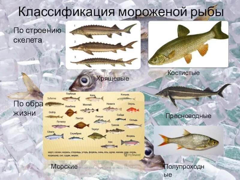 Классификация рыб класс. Классификация рыб. Систематика рыб. Классификация рыб таблица. Рыба классифицируется.