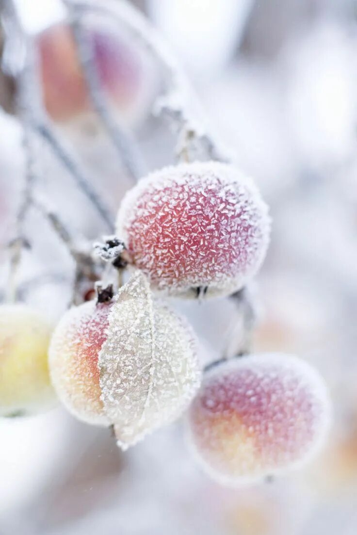 Картинки февраль стильные. Зимнее настроение. Морозные ягоды. Фрукты в инее. Ягоды в инее.