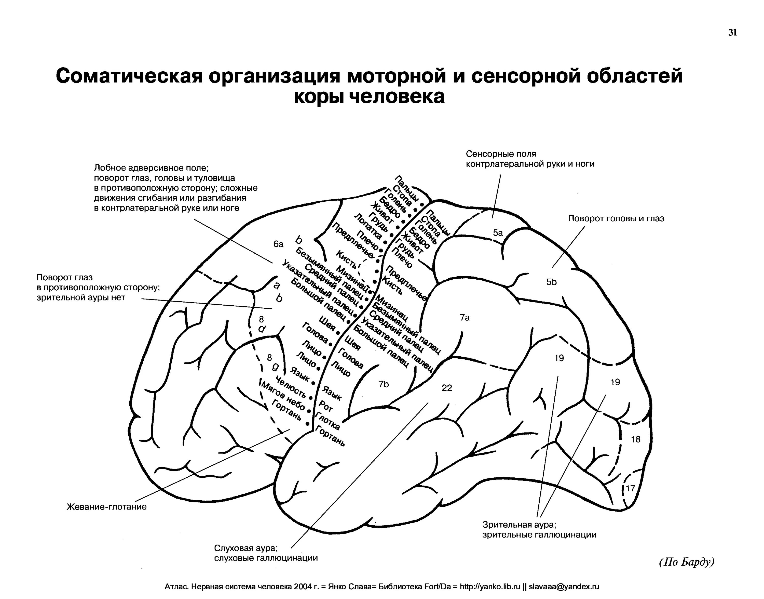 Проекционные зоны коры головного мозга. Топография зон коры головного мозга.