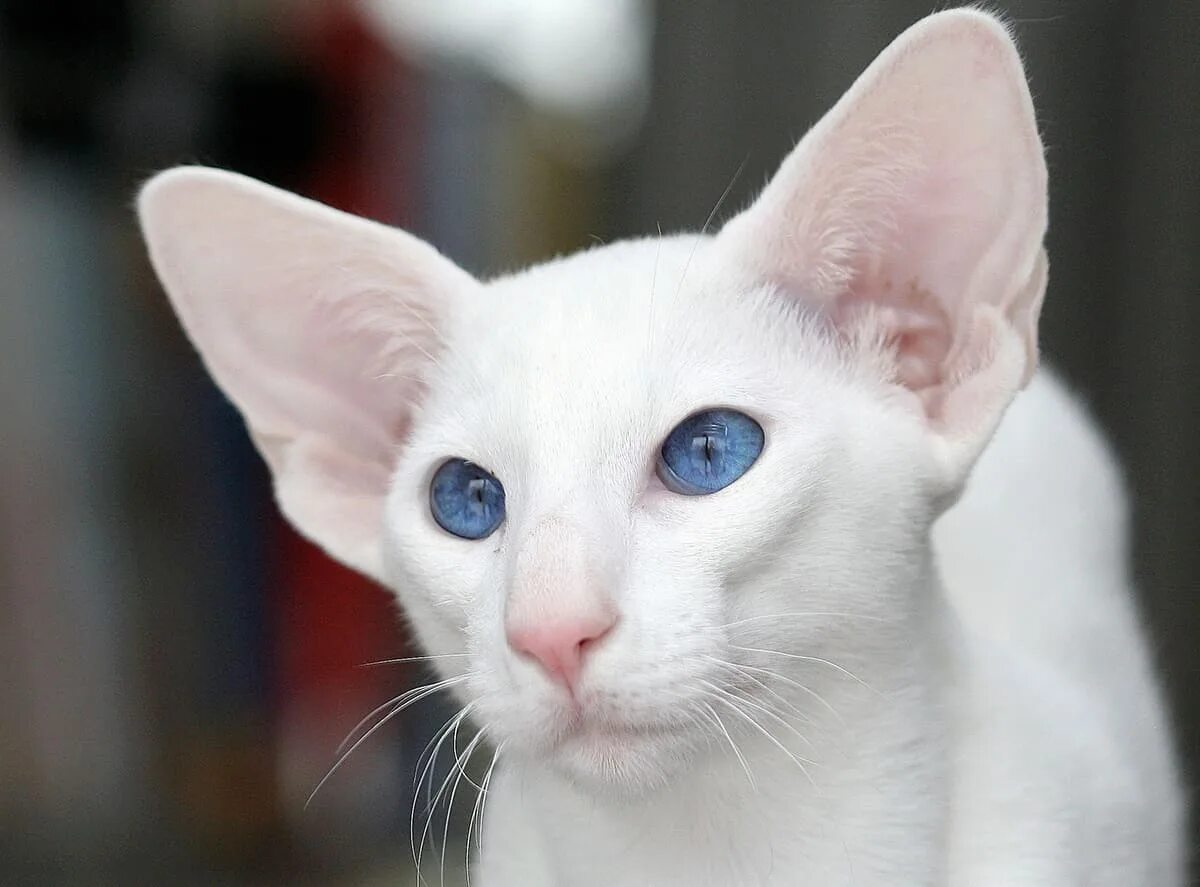 Породы котов с голубыми глазами. Ориентальная порода Форин Вайт. Порода кошек Форин Вайт. Ориентал кошка белая. Ориентальная короткошерстная кошка.
