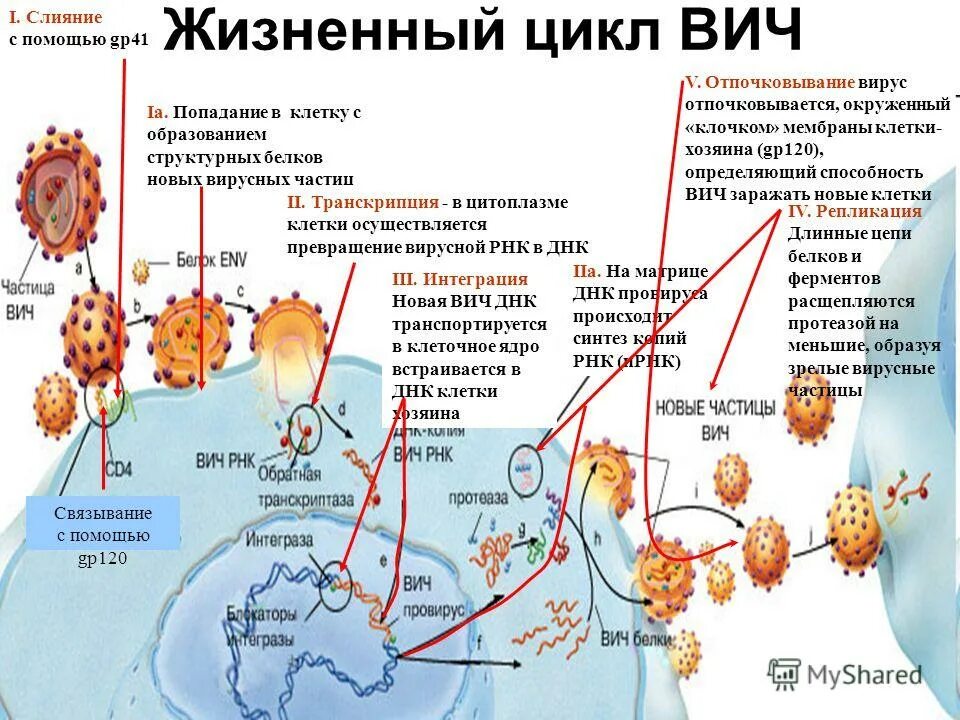 Жизненные этапы вирусов. Цикл развития вируса спида. этапы жизненного цикла вируса иммунодефицита человека вич. жизненный цикл вич схема. жизненный цикл вируса вич схема.