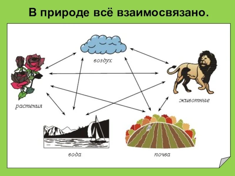 Взаимо связывающая. В природе все взаимосвязано. В природе все взаимосвязано доклад. Рассказ на тему в природе все взаимосвязано. Доклад на тему в природе все взаимосвязано.