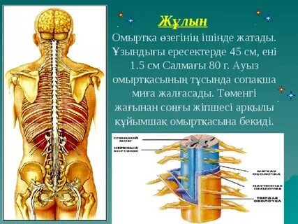 Шарларға дейін үлкен әтештер