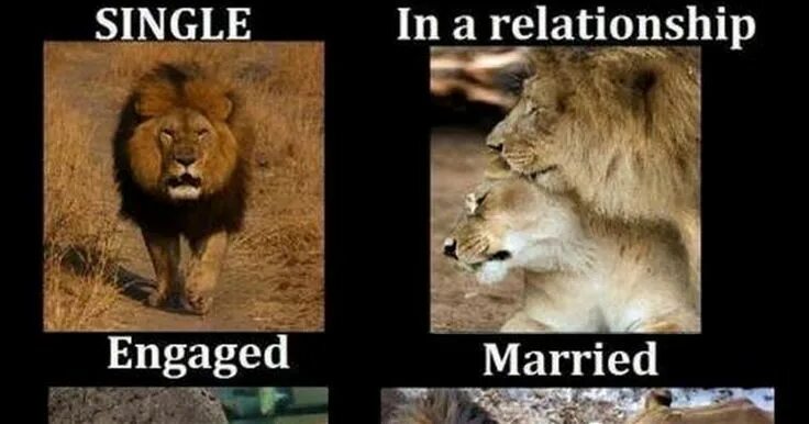 Complete with engaged married divorced. Married single. single married divorced. single married мем. single vs married.