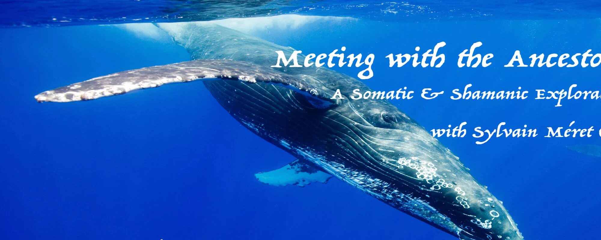 Самый большой кит размеры и вес. Синий кит. Голубой кит. Сколько весит синий кит. Синий кит вес.
