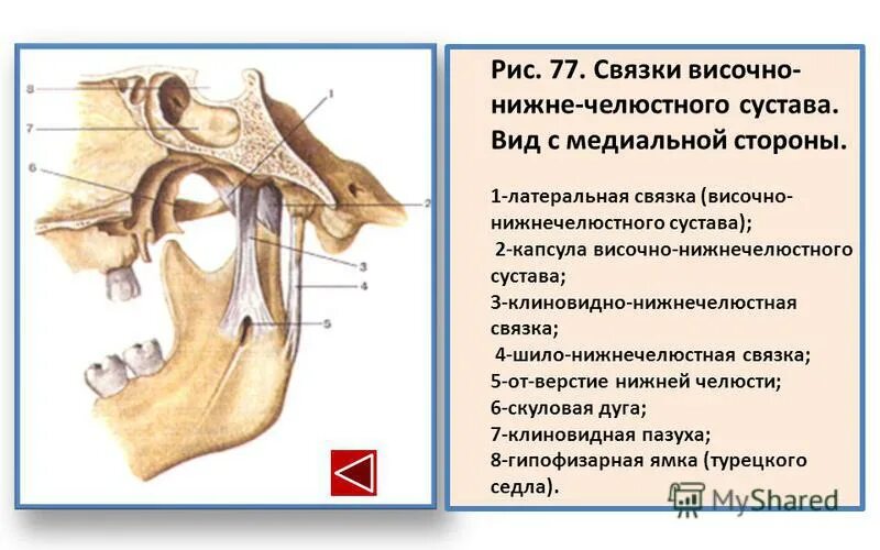 Соединение нижнечелюстной и височных костей