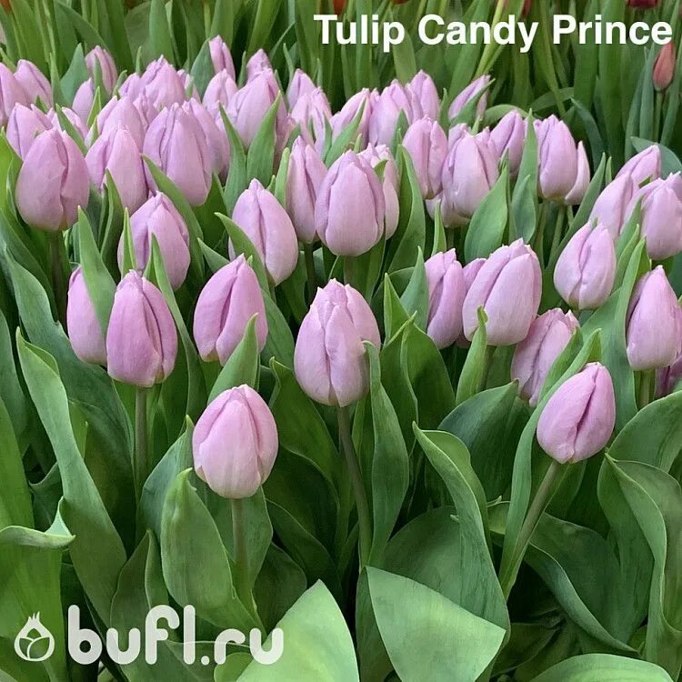 Тюльпан Кэнди Принс. Тюльпан Tulipa Candy Prince. Тюльпан Лайт Пинк Принс. Тюльпаны сорт Кэнди Принс.