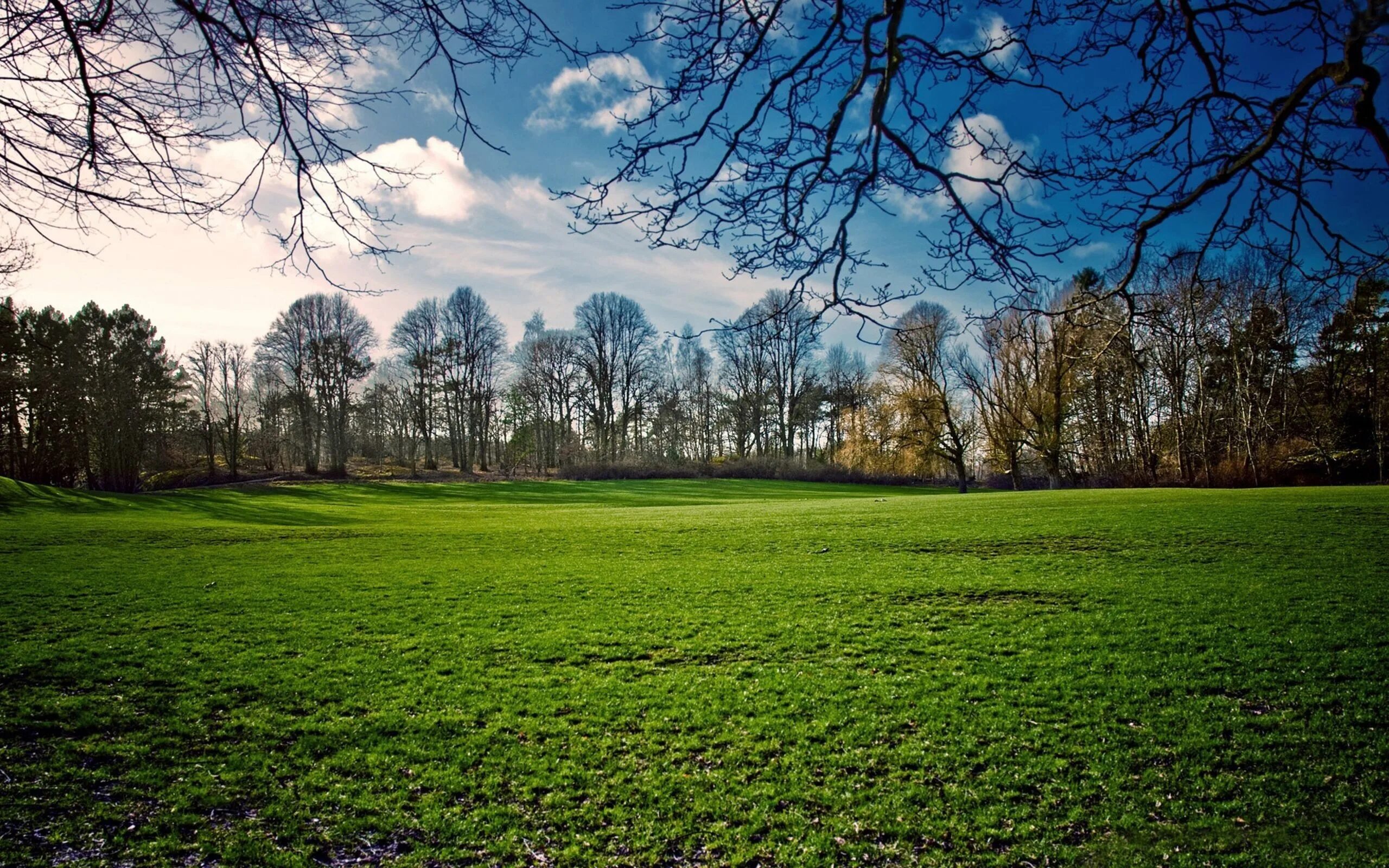 Поле весной. Весенняя Поляна. Wide green