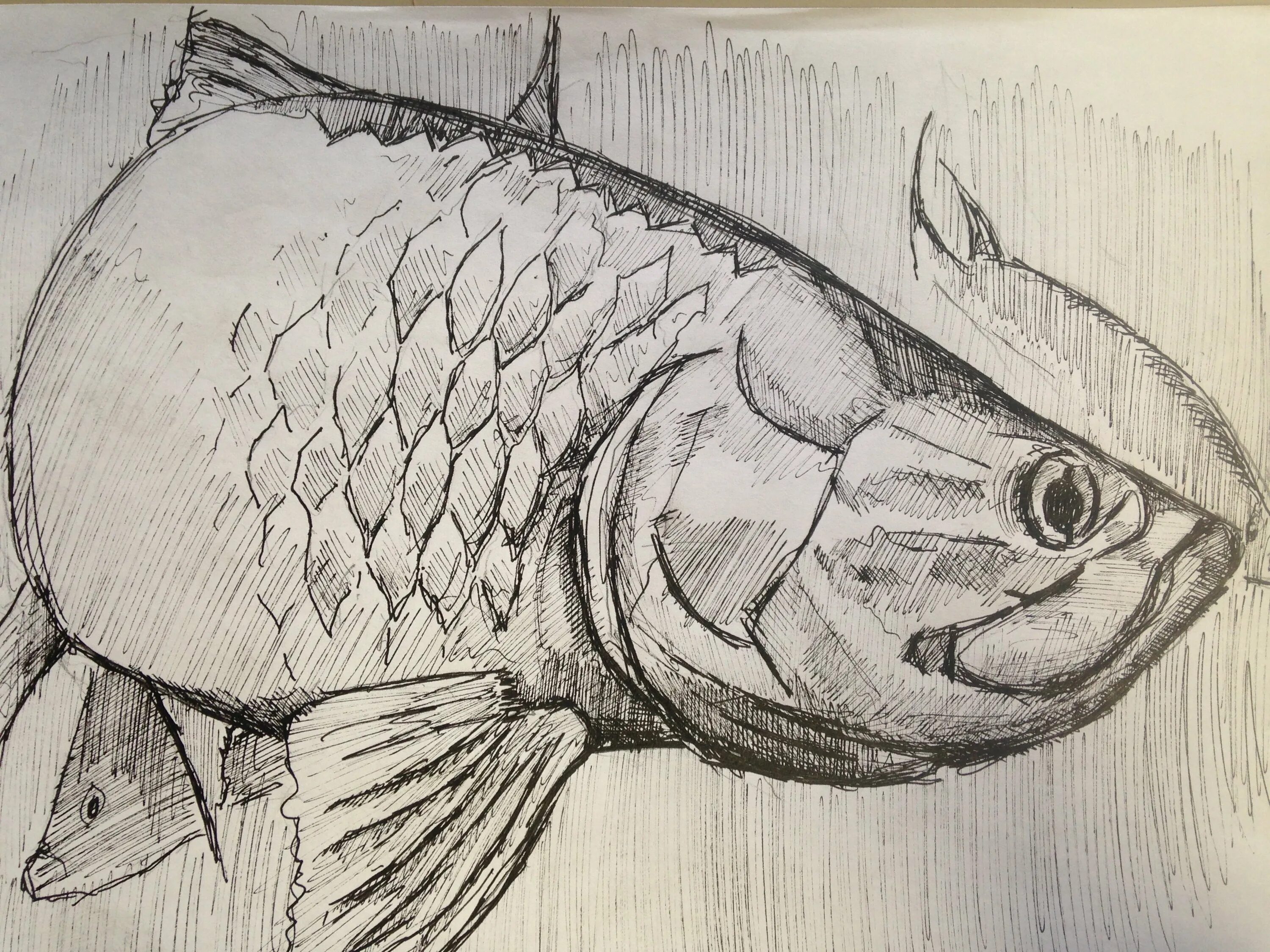 Рыба карандашом. Рыбки для срисовки карандашом. Рыба скетч. Рисунок карандашемрыба. Нарисовать рисунок рыбу