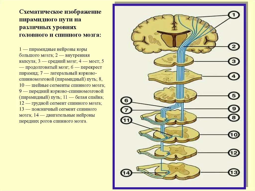 Проводящие системы головного мозга. Головной мозг анатомия пирамидных путей. Пирамидные пути ЦНС. Срез пирамидного пути.