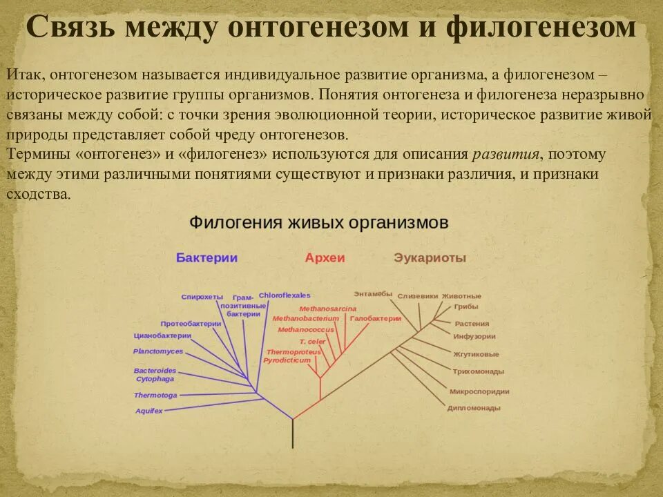 Филогенез это развитие. Онтогенез и филогенез. Связь онтогенеза и филогенеза. Взаимосвязь онтогенеза и филогенеза. Понятие филогенез.