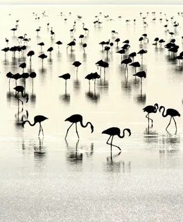 Blanc et