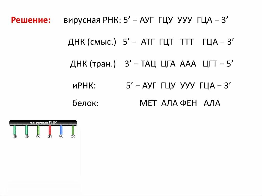 Задачи на Синтез белка ЕГЭ биология. Задачи по ДНК И РНК. Задачи на - РНК И + РНК. Задачи на вирусную РНК С решением.