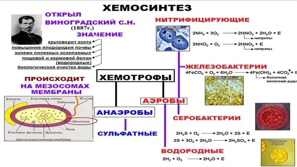 Хемосинтез характерен для. Хемосинтез схема. Процесс хемосинтеза. Хемосинтез схема процесса. Хемосинтез ЕГЭ биология.